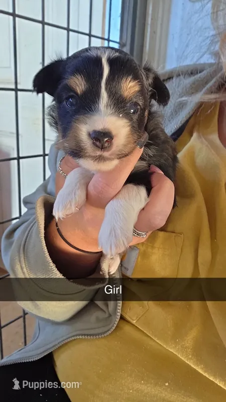 Wednesday  – Toy Australian Shepherd puppy for sale in Connersville, IN