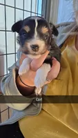 Wednesday , a female Toy Australian Shepherd for sale in Connersville, IN – 1 of 1