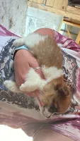 Butterscotch , a male Pomeranian for sale in Connersville, IN – 2 of 2