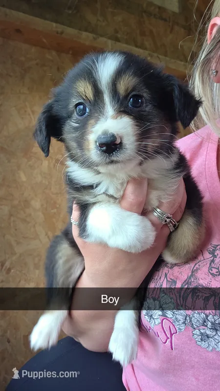 Talon – Toy Australian Shepherd puppy for sale in Connersville, IN