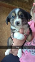 Talon, a male Toy Australian Shepherd for sale in Connersville, IN – 1 of 1