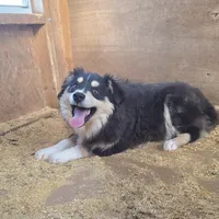 Dasher, a male Toy Australian Shepherd for sale in Connersville, IN – Photo 1 of 2