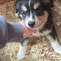Dasher, a male Toy Australian Shepherd for sale in Connersville, IN – Photo 2 of 2