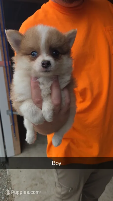 Razz – Pomeranian puppy for sale in Connersville, IN