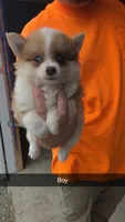Razz, a male Pomeranian for sale in Connersville, IN – 1 of 1