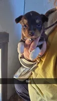 Carmella , a female Toy Australian Shepherd for sale in Connersville, IN – 1 of 1