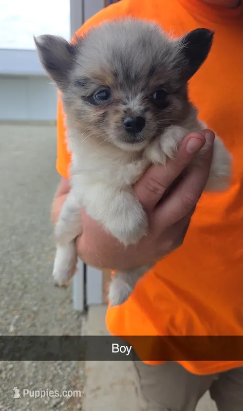 Riggs – Pomeranian puppy for sale in Connersville, IN