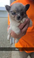 Riggs, a male Pomeranian for sale in Connersville, IN – 1 of 1