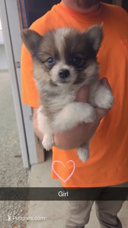 Rylee – Pomeranian puppy for sale in Connersville, IN