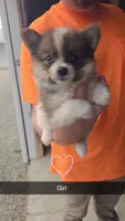 Rylee, a female Pomeranian for sale in Connersville, IN – 1 of 1