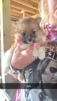 Cara-Mel, a female Pomeranian for sale in Connersville, IN – 1 of 2