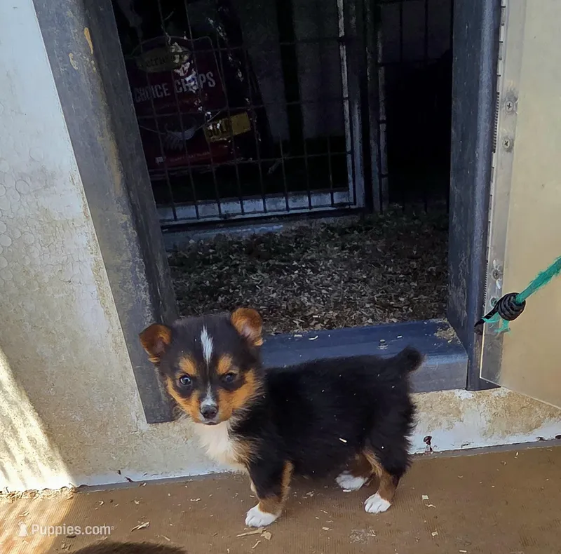 Tequila  – Pembroke Welsh Corgi puppy for sale in Connersville, IN