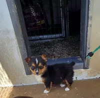 Tequila , a female Pembroke Welsh Corgi for sale in Connersville, IN – 1 of 3