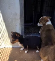 Tequila , a female Pembroke Welsh Corgi for sale in Connersville, IN – 2 of 3