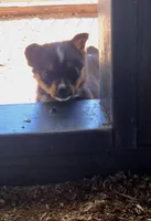 Tequila , a female Pembroke Welsh Corgi for sale in Connersville, IN – 3 of 3