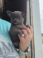 Pluto , a male Chihuahua for sale in Connersville, IN – 5 of 5