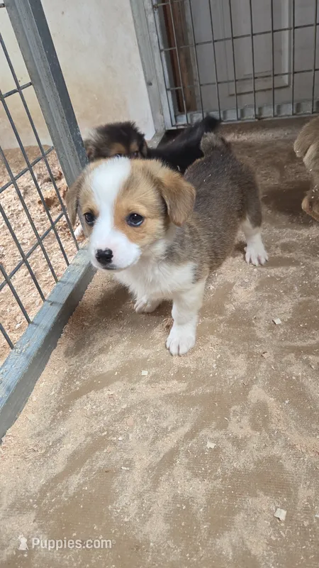 JD – Pembroke Welsh Corgi puppy for sale in Connersville, IN