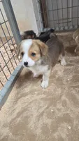 JD, a male Pembroke Welsh Corgi for sale in Connersville, IN – 1 of 3