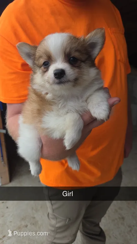 Roxy – Pomeranian puppy for sale in Connersville, IN