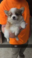 Roxy, a female Pomeranian for sale in Connersville, IN – 1 of 1