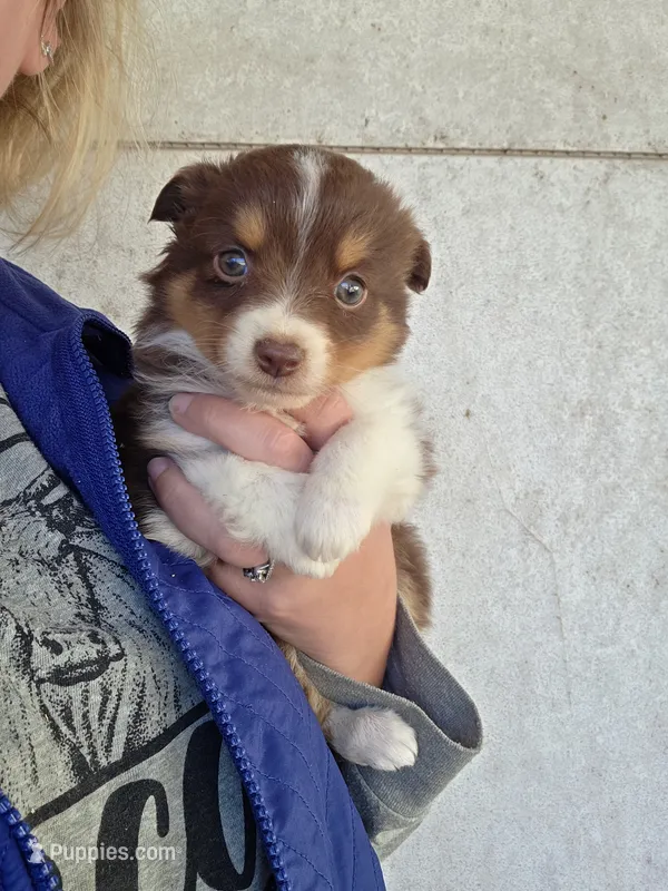 Toffee – Toy Australian Shepherd puppy for sale in Connersville, IN