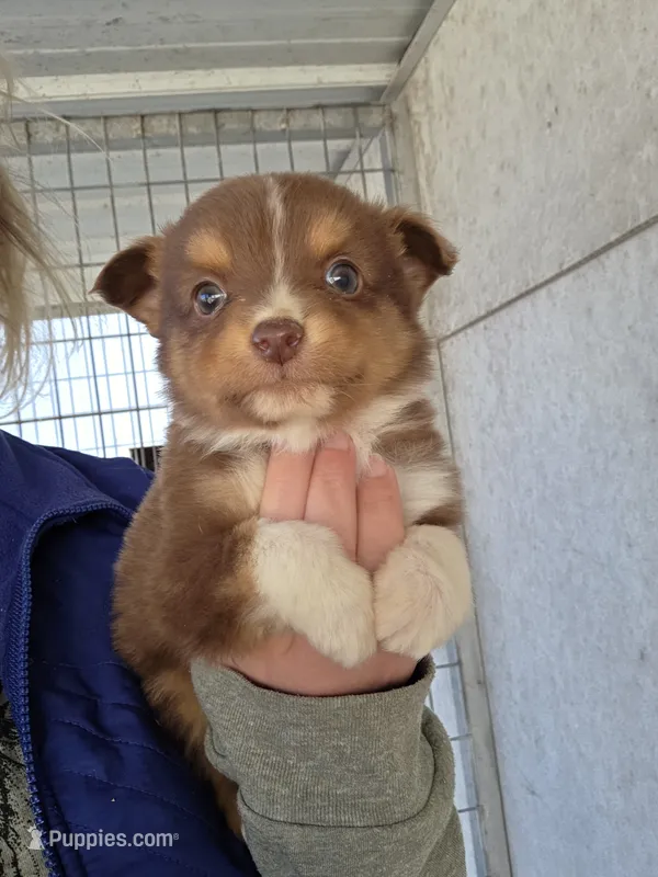 Carmella  – Toy Australian Shepherd puppy for sale in Connersville, IN