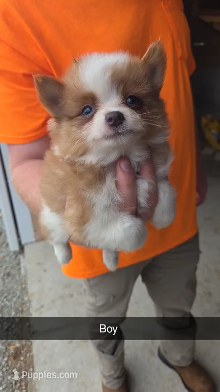 Ritz – Pomeranian puppy for sale in Connersville, IN