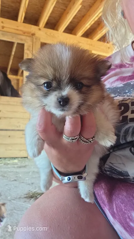 Butterscotch  – Pomeranian puppy for sale in Connersville, IN
