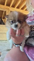 Butterscotch , a male Pomeranian for sale in Connersville, IN – 1 of 2