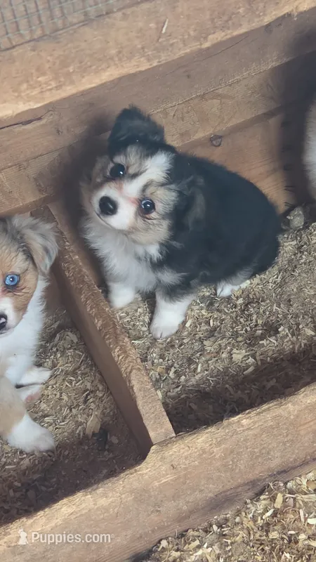 Liberty  – Toy Australian Shepherd puppy for sale in Connersville, IN