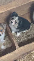 Liberty , a female Toy Australian Shepherd for sale in Connersville, IN – 1 of 1
