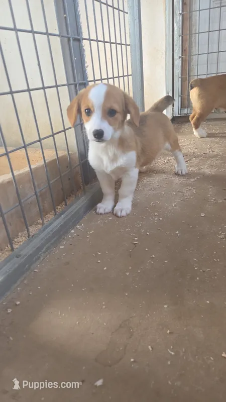 JD – Pembroke Welsh Corgi puppy for sale in Connersville, IN