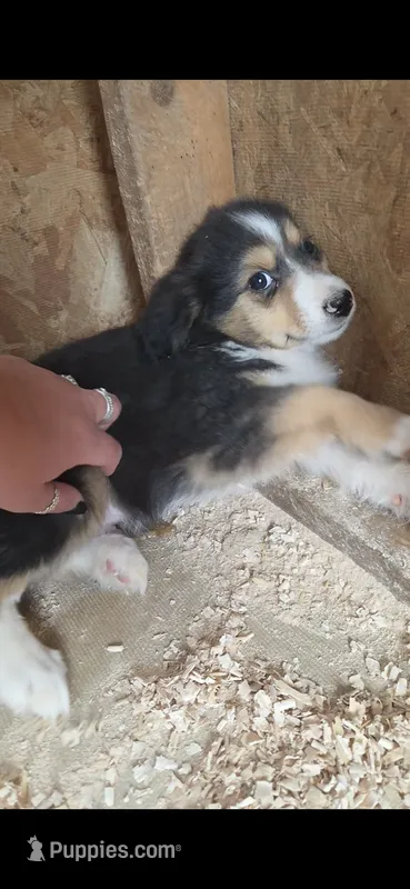 Talon – Toy Australian Shepherd puppy for sale in Connersville, IN