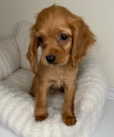 “Honey” Female Cocker Spaniel Puppy , a female Cocker Spaniel for sale in Glen Allen, VA – 2 of 5