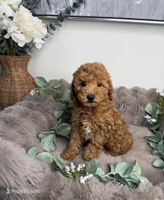 Honey 🍯 | Female Goldendoodle Puppy – Miniature Goldendoodle puppy for sale in Glen Allen, VA
