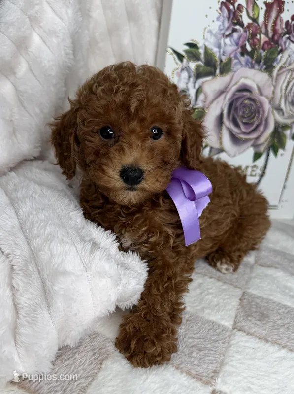 Muffin – Miniature Goldendoodle puppy for sale in Glen Allen, VA