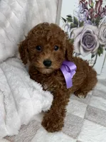 Muffin, a female Miniature Goldendoodle for sale in Glen Allen, VA – 1 of 10
