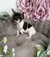 “Saint” Male Chihuahua, a male Chihuahua for sale in Glen Allen, VA – 4 of 8