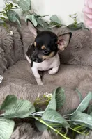 “Saint” Male Chihuahua, a male Chihuahua for sale in Glen Allen, VA – 7 of 8