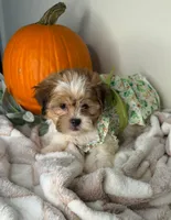 Clover, a female Maltipoo for sale in Glen Allen, VA – 3 of 5