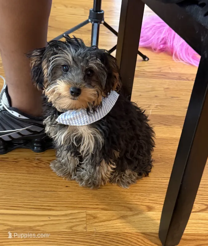 Kensington ✨Male Yorkiepoo – Yorkipoo puppy for sale in Glen Allen, VA
