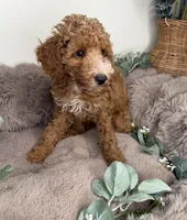 Delilah Female Cockapoo Puppy, a female Cockapoo for sale in Glen Allen, VA – 3 of 5