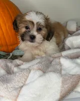 Winston, a male Maltipoo for sale in Glen Allen, VA – 5 of 5