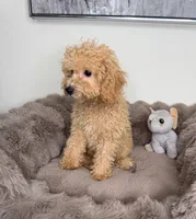Biscuit, a male Cavapoo for sale in Glen Allen, VA – 3 of 4