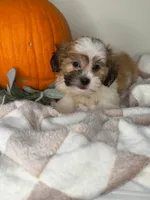 Winston, a male Maltipoo for sale in Glen Allen, VA – 3 of 5
