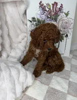 Royce, a male Miniature Goldendoodle for sale in Glen Allen, VA – 9 of 10
