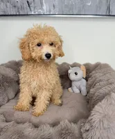Biscuit, a male Cavapoo for sale in Glen Allen, VA – 2 of 4