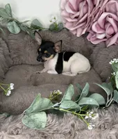 “Saint” Male Chihuahua, a male Chihuahua for sale in Glen Allen, VA – 6 of 8