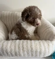 Chase 💙 | Male Toy Poodle, a male Poodle - Toy  for sale in Glen Allen, VA – 2 of 5