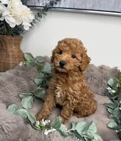 Honey 🍯 | Female Goldendoodle Puppy, a female Miniature Goldendoodle for sale in Glen Allen, VA – 4 of 4